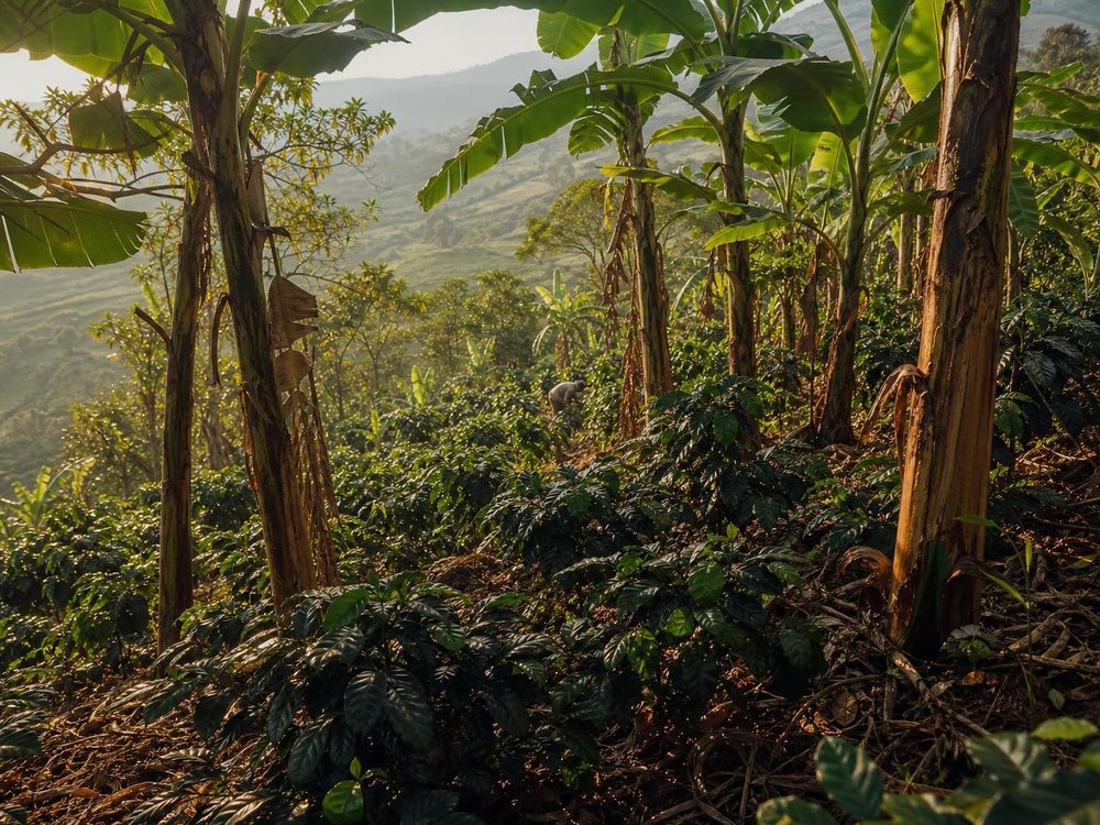 Skyggedyrkede kaffebuske under bananpalmer på en terrasseret bjergskråning i Huila, Colombia