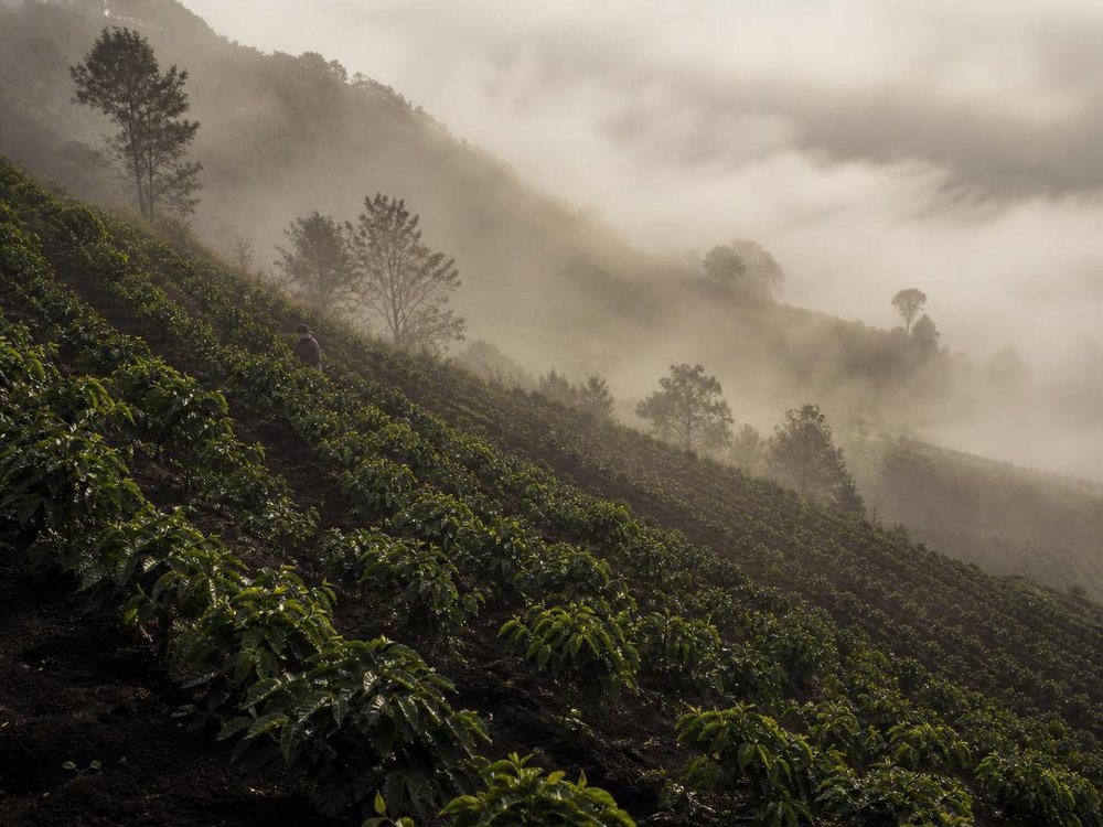 Kaffemarker indhyllet i morgentåge på en vulkansk skråning i Huehuetenango, Guatemala